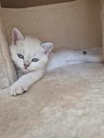 Britse Korthaar kittens, Dieren en Toebehoren, Meerdere dieren, Ontwormd
