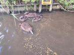 Siereenden, Dieren en Toebehoren, Pluimvee, Meerdere dieren, Eend