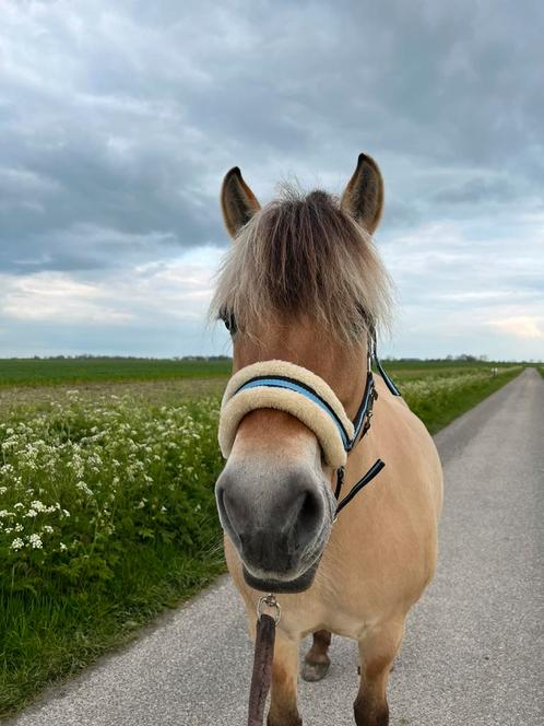 Lieve fjorden merrie, Dieren en Toebehoren, Pony's, Merrie, B, D pony (1.37m tot 1.48m), Recreatiepony, 11 jaar of ouder, Ontwormd