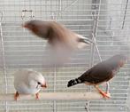Te koop 3 jonge zebravinken.2x man 1pop wit., Mannelijk