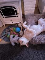 Shiba inu, Diensten en Vakmensen, Dieren | Honden | Verzorging, Oppas en Les