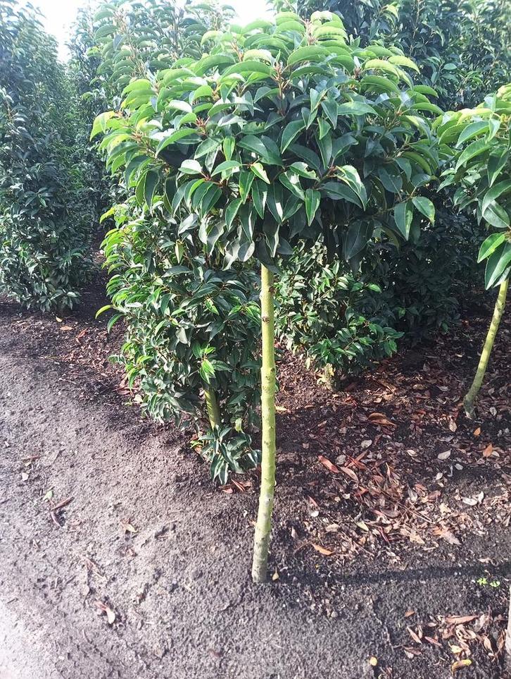 Prunus Lusitanica - Portugese Laurier - bol op stam, Tuin en Terras, Planten | Tuinplanten, Overige soorten, Halfschaduw, Ophalen