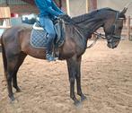 Superbrave 6 jr ruin 1,68(recreatie-manege-sport), Dieren en Toebehoren, Paarden, B, Gechipt, Ruin, 3 tot 6 jaar