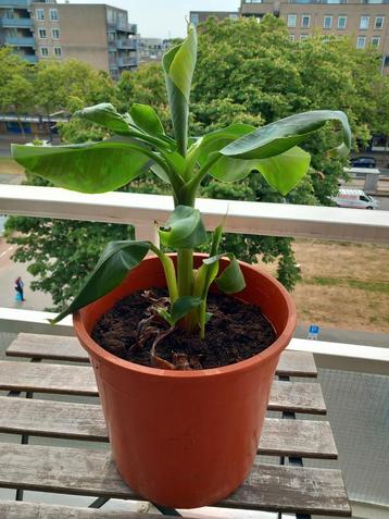 Bananenplant met baby's te ruil beschikbaar voor biedingen