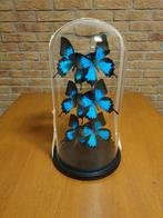 Glazen Stolp met 6 Papilio Ulysses vlinders Taxidermie, Ophalen, Nieuw, Insect, Opgezet dier