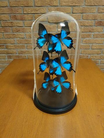Glazen Stolp met 6 Papilio Ulysses vlinders Taxidermie beschikbaar voor biedingen