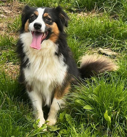 VERSCHILLENDE DEKREUEN (niet te koop), Dieren en Toebehoren, Honden | Dekreuen, Reu, Particulier, Meerdere, Nederland, 1 tot 2 jaar
