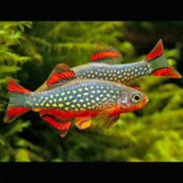 Rasbora galaxy  beschikbaar voor biedingen