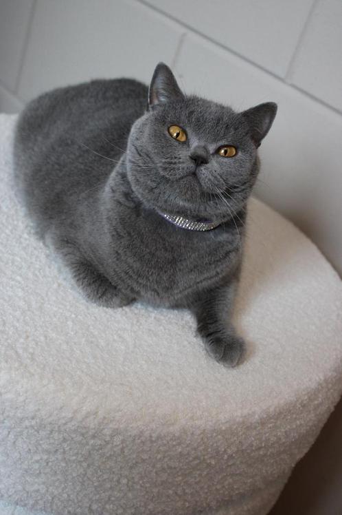 Brits korthaar poes, Dieren en Toebehoren, Katten en Kittens | Raskatten | Korthaar, Poes