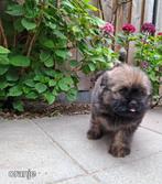 Puppy's, Rabiës (hondsdolheid), 8 tot 15 weken, Meerdere, Meerdere dieren