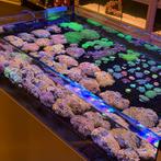 Zoanthus stenen slechts €49,-, Dieren en Toebehoren, Vissen | Aquariumvissen, Overige typen, Zoutwatervis