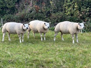 Overjarige stamboek Texelaar ooien beschikbaar voor biedingen