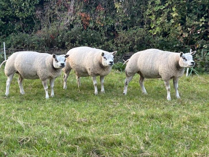 Overjarige stamboek Texelaar ooien, Dieren en Toebehoren, Schapen, Geiten en Varkens, Schaap, Vrouwelijk, 0 tot 2 jaar