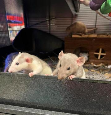 Jonge lieve  tamme ratten ( man) rechtstreeks van de fokker beschikbaar voor biedingen