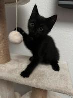 Super schattige kittens 3 vrouwtjes, Dieren en Toebehoren, Katten en Kittens | Overige Katten, Poes