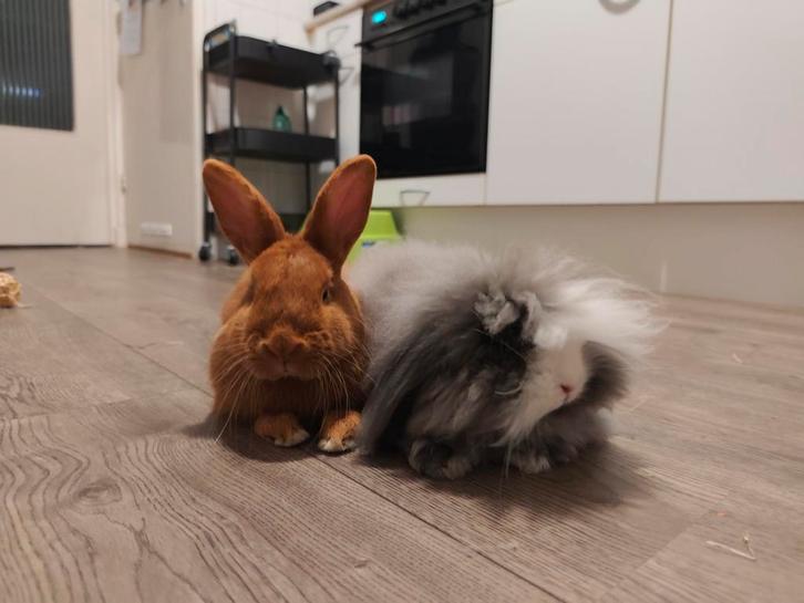 Konijn koppel, 6 / 7 maand oud. Incl voer, kam, borstel, Dieren en Toebehoren, Konijnen, Dwerg, Meerdere dieren