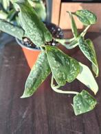 Philodendron Scandens plant, Huis en Inrichting, Kamerplanten, Overige soorten, In pot, Minder dan 100 cm, Groene kamerplant