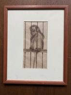 Aapje, Dijkwel, Ophalen of Verzenden