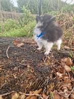 Pomeriaan pup, Dieren en Toebehoren, Honden | Poolhonden, Keeshonden en Oertypen, Reu, 8 tot 15 weken, Eén hond, Nederland