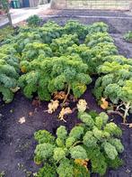 Biologische boerenkool  per stronk  0,35, Ophalen