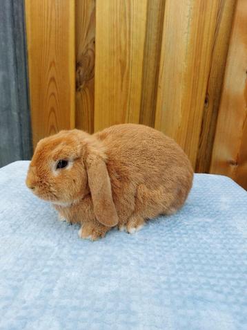 Te koop mooie raszuivere orange ram ! beschikbaar voor biedingen