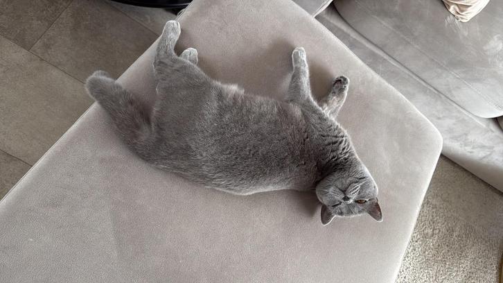 Grijze britse korthaar met paspoort (niet gesteriliseerd), Dieren en Toebehoren, Katten en Kittens | Raskatten | Korthaar, Poes