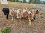 6 Drentse heidschapen ooien, Vrouwelijk, Schaap
