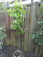 perenboom, Ophalen
