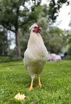 Gezocht nieuw huisje voor schijndelaars haantjes, Dieren en Toebehoren, Mannelijk, Kip