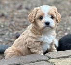 Boomer pups | Shih Tzu x Maltezer, Nederland, CDV (hondenziekte), 8 tot 15 weken, Meerdere