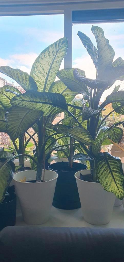 DIFFENBACHIA kamerplant in pot, Huis en Inrichting, Kamerplanten, Overige soorten, 100 tot 150 cm, Groene kamerplant, Halfschaduw