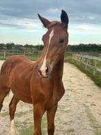 Interessant hengstveulen & (fok)merrie, Dieren en Toebehoren, Paarden, Niet van toepassing, Dressuurpaard, 0 tot 2 jaar, Hengst