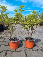 Hydrangea paniculata silver dollar!! Nu €5,95 pst, Tuin en Terras, Ophalen of Verzenden, Hortensia, Minder dan 100 cm