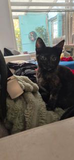 Ik zoek 1 nieuw baasje, Dieren en Toebehoren