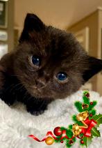 💝 🐾 Prachtige Kittens 7 weekjes oud! 🐈‍⬛‍, Dieren en Toebehoren, Katten en Kittens | Overige Katten, Meerdere dieren