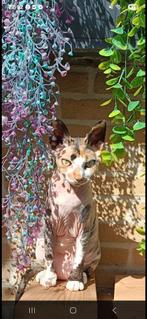 Sphynx  devonrex, Poes, Gechipt, 0 tot 2 jaar