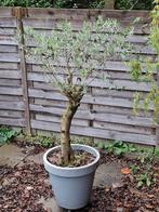 Mooie Olijfboom in Pot, Bloeit niet, Ophalen of Verzenden, 100 tot 250 cm, Olijfboom