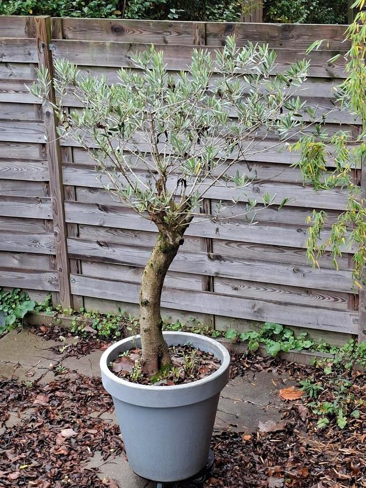 Mooie Olijfboom in Pot, Tuin en Terras, Planten | Bomen, Olijfboom, 100 tot 250 cm, Volle zon, Bloeit niet, In pot, Ophalen of Verzenden