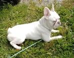 Franse bulldog teefje, Pink, Particulier, Rabiës (hondsdolheid), 15 weken tot 1 jaar, Buitenland