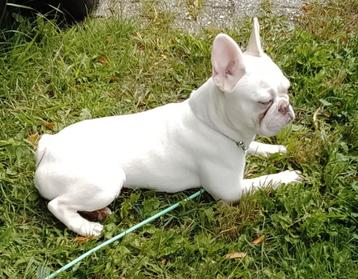 Franse bulldog teefje, Pink beschikbaar voor biedingen