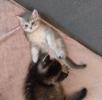 Britse korthaar te koop, Dieren en Toebehoren, Katten en Kittens | Raskatten | Korthaar, Poes, Met stamboom, 0 tot 2 jaar