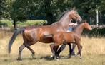 Fijne fokmerrie, Dieren en Toebehoren, Paarden, Gechipt, M, 11 jaar of ouder, Merrie