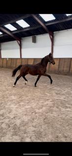 Jaarling hengst McLaren x dylano, Dieren en Toebehoren, Paarden, Minder dan 160 cm, Dressuurpaard, 0 tot 2 jaar, Hengst