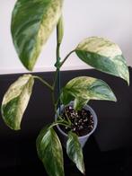 Monstera Adansonii Narrow Form Variegata., Ophalen of Verzenden, Halfschaduw, Minder dan 100 cm