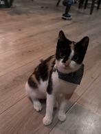 Kittens, Dieren en Toebehoren, Katten en Kittens | Raskatten | Korthaar