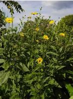 Diverse vaste planten voor meer biodiversiteit, Ophalen, Zomer, Overige soorten, Volle zon