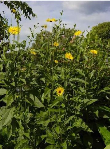 Diverse vaste planten voor meer biodiversiteit beschikbaar voor biedingen