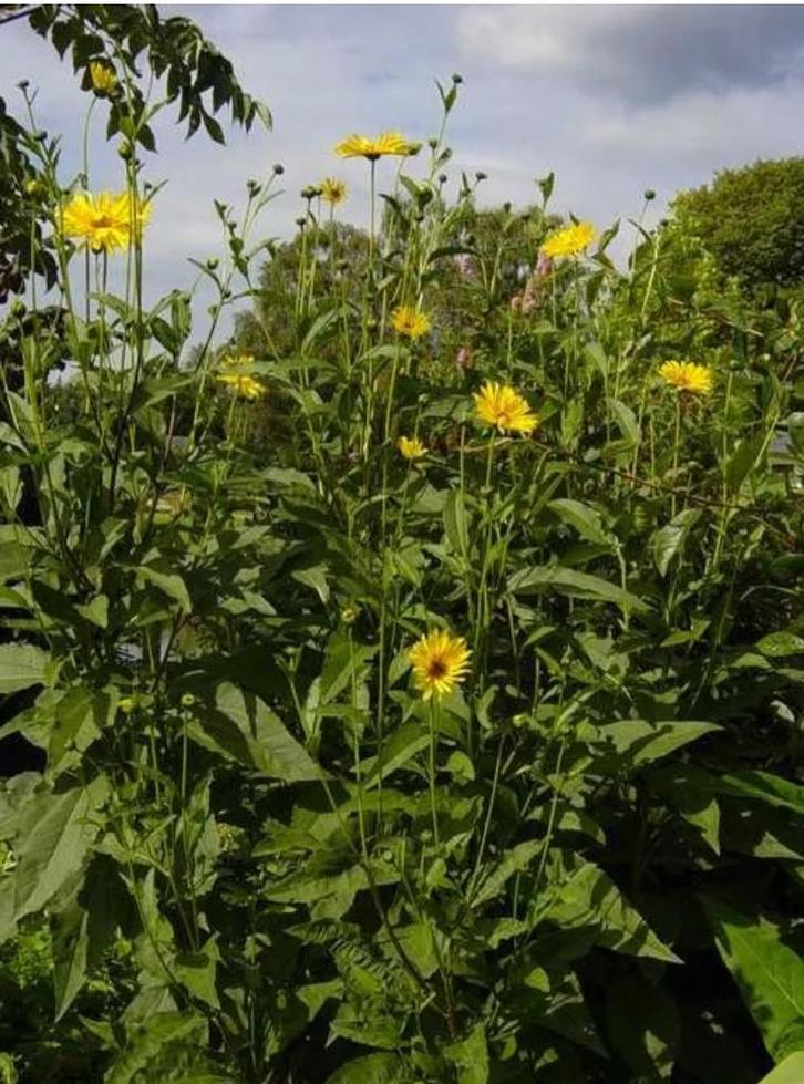 Diverse vaste planten voor meer biodiversiteit, Tuin en Terras, Planten | Tuinplanten, Overige soorten, Volle zon, Zomer, Ophalen