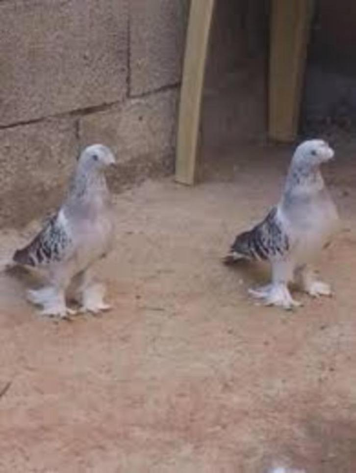 Turkse Takla's-Duitse Meeuwtjes-Kapucijners-Pauwstaarten., Dieren en Toebehoren, Vogels | Duiven, Overige soorten, Vrouwelijk