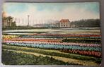 Hyacinten velden, Noord-Holland 1906, Ophalen of Verzenden, Voor 1920, Gelopen, Noord-Holland